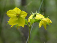 Fringed Loosestrife