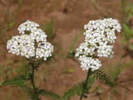 Achillea millefolium var. occidentalis