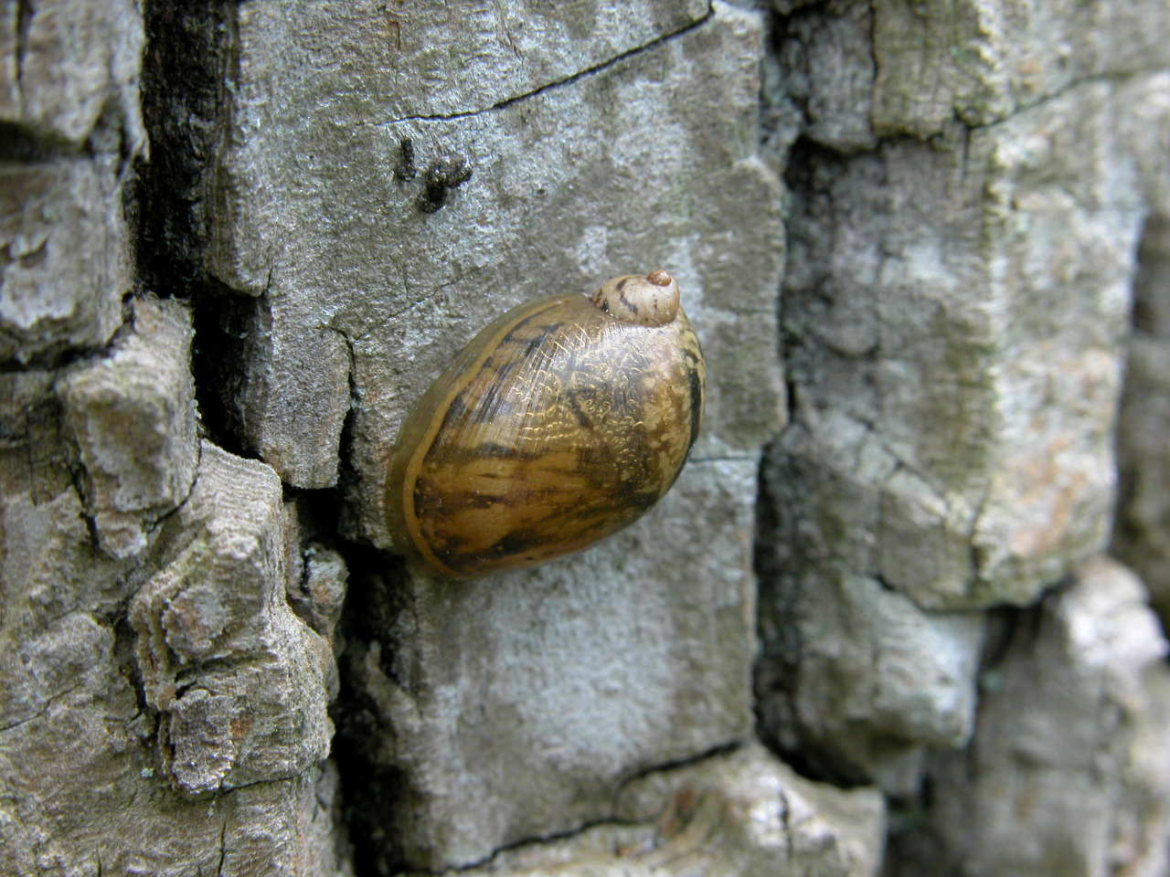 Snail