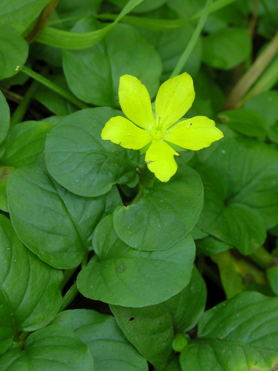 Moneywort