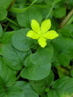 Lysimachia nummularia