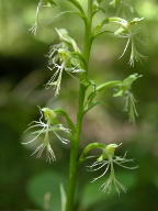 Platanthera lacera