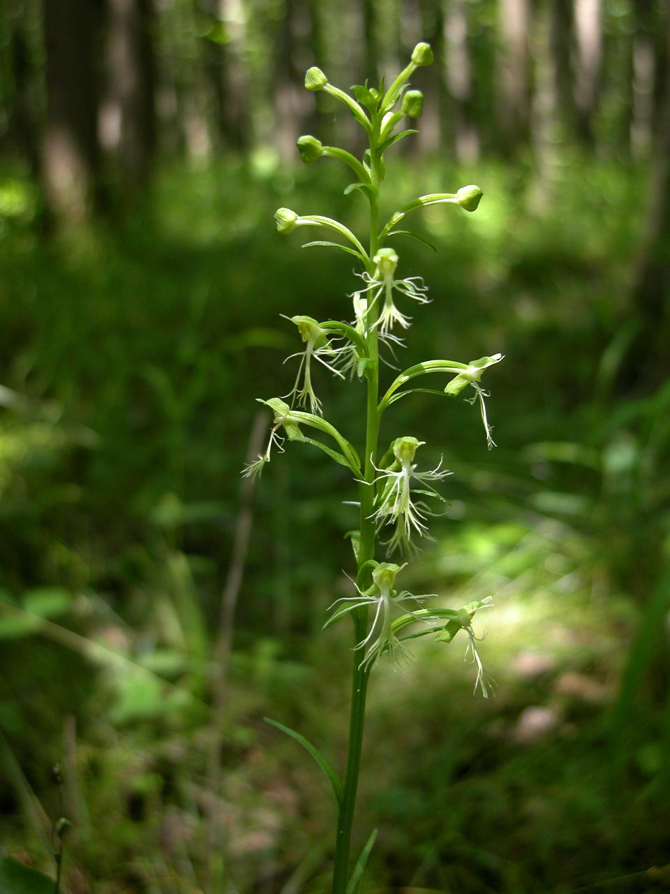 Green Fringed Orchis