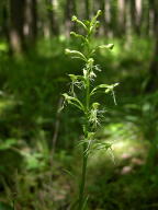 Platanthera lacera