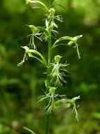 Platanthera lacera