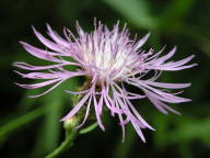 Centaurea biebersteinii