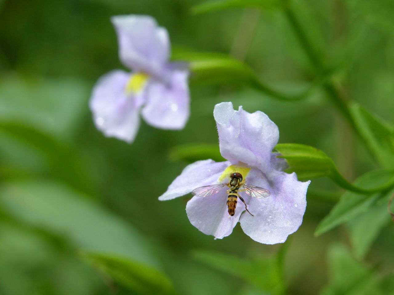 Allegheny Monkey Flower