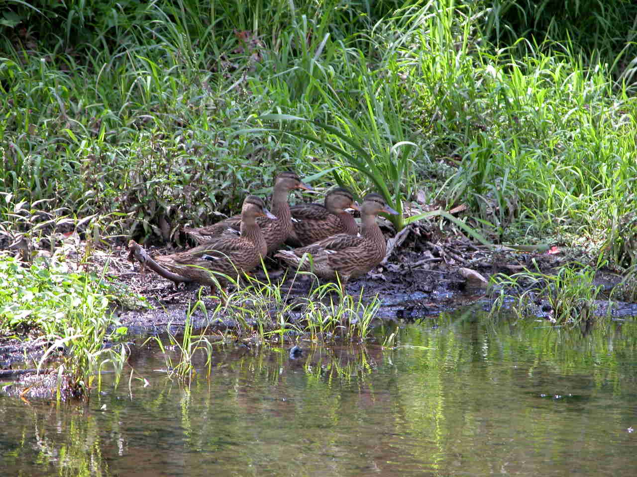 Ducks