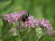 Bumblebee on Swamp Milkweed
