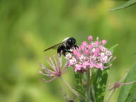 Bumblebee on Swamp Milkweed