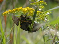 Solidago ulmifolia