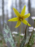 Erythronium americanum