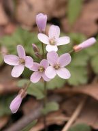 Cardamine douglasii