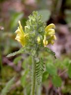 Pedicularis canadensis