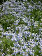 Blue-Eyed Mary