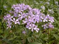 Phlox divaricata