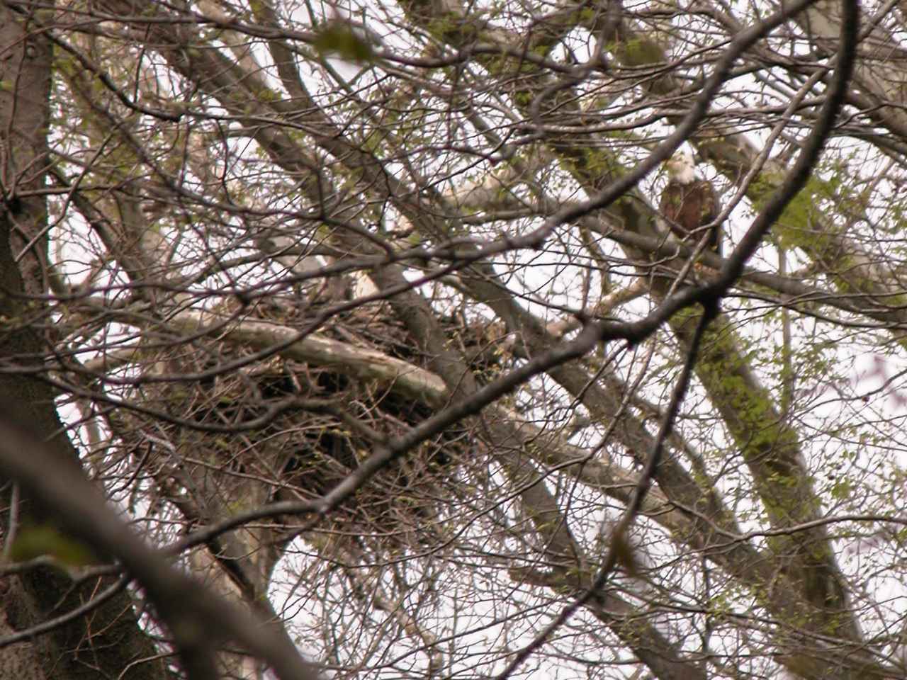 Bald Eagle