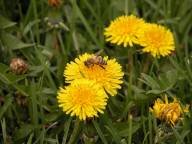 Honeybee on Common Dandelion