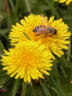 Taraxacum officinale