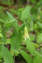 Perfoliate Bellwort