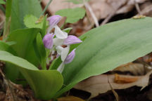 Showy Orchid