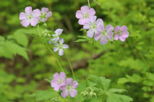 Wild Geranium