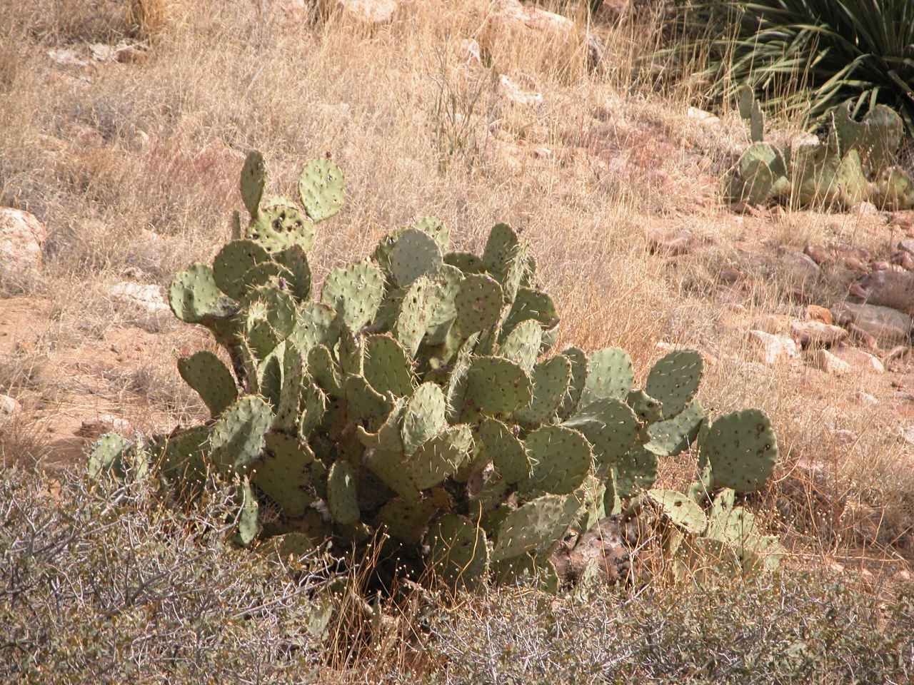 Cactus