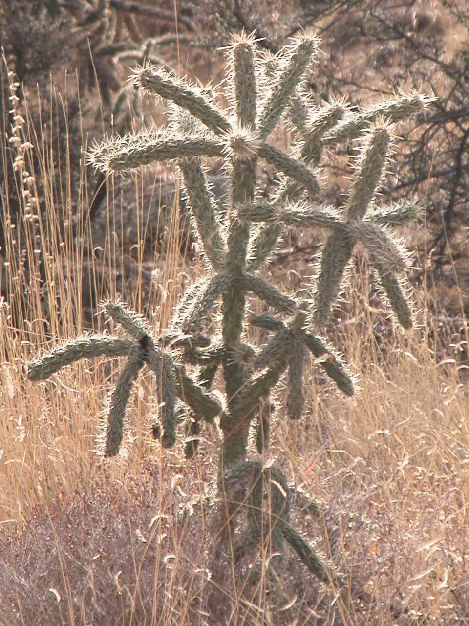 Cactus