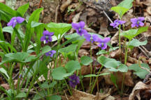 Viola sororia