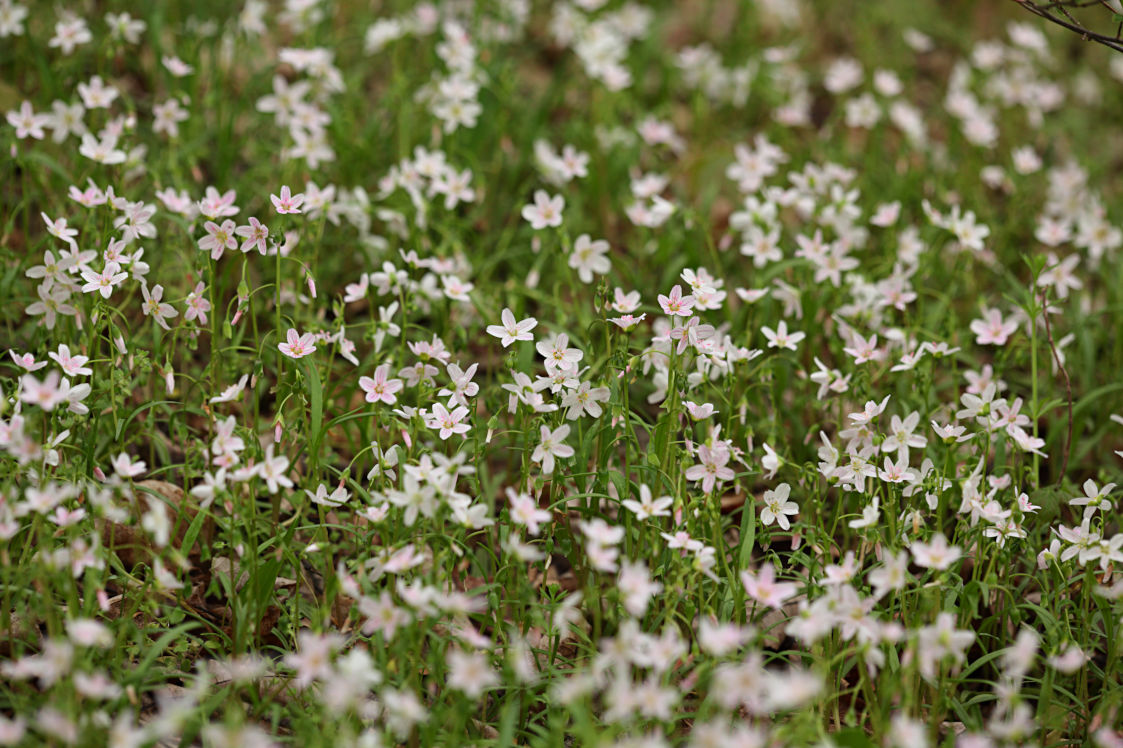 Spring Beauty