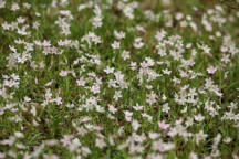 Claytonia virginica