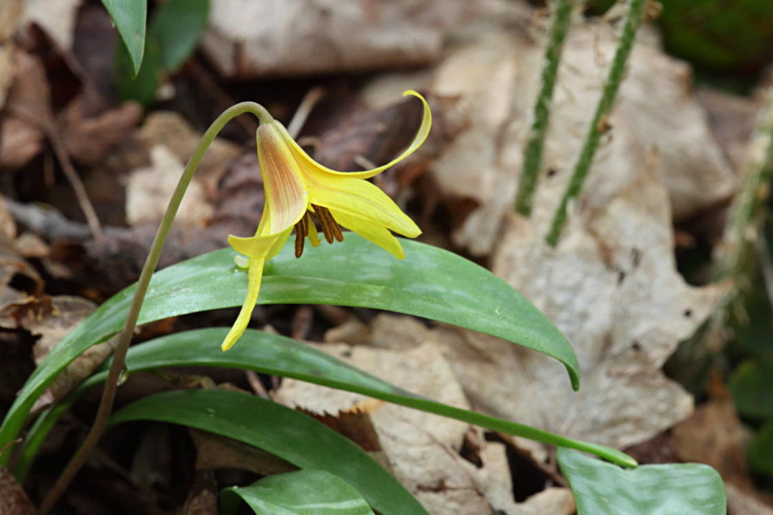 Yellow Trout Lily