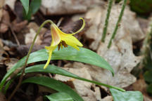 Erythronium americanum