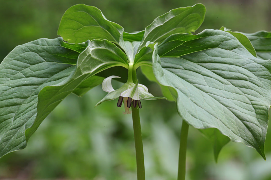 Nodding Trillium