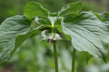 Trillium cernuum