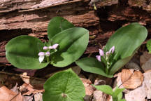 Galearis spectabilis