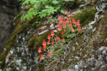 Aquilegia canadensis