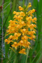 Platanthera cristata