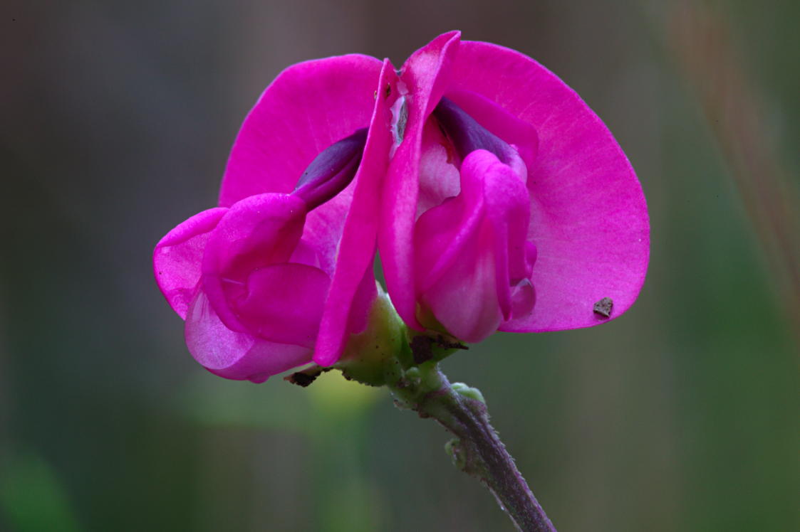 Pink Wild Bean