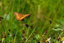 Variegated Fritillary