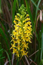 Bicolor Hybrid Fringed Orchis