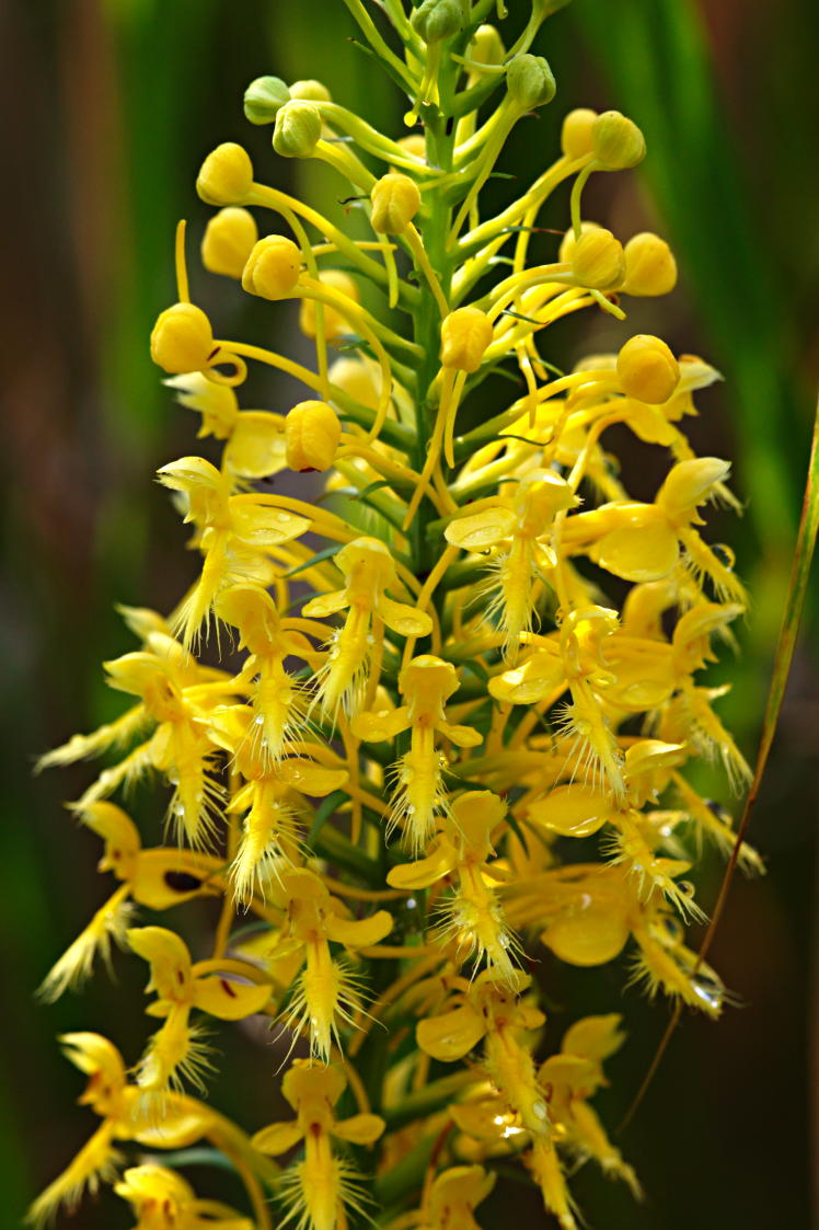 Bicolor Hybrid Fringed Orchis