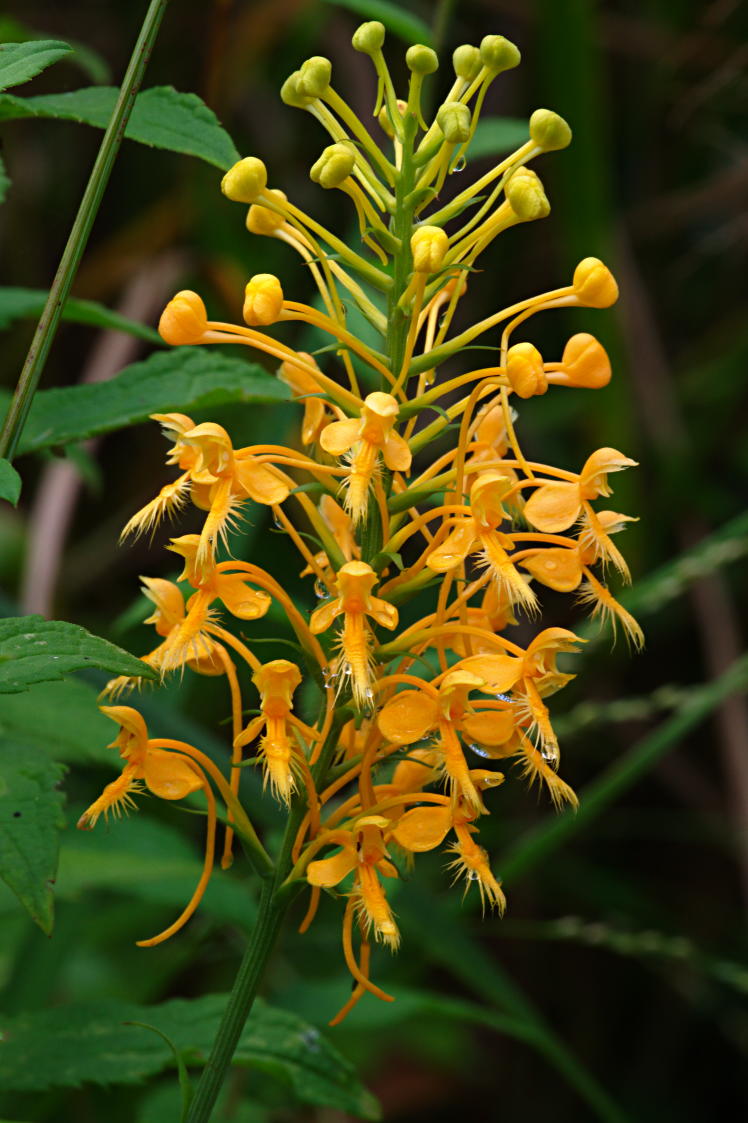 Orange Fringed Orchis