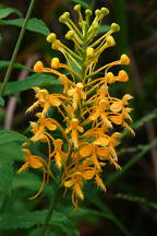 Platanthera ciliaris