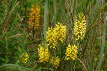 Platanthera bicolor