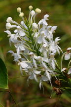 Platanthera blephariglottis