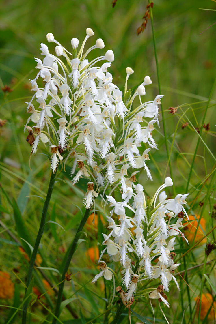 Northern White Fringed Orchis