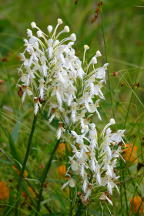 Northern White Fringed Orchis