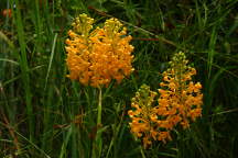 Platanthera ciliaris