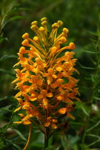 Platanthera ciliaris